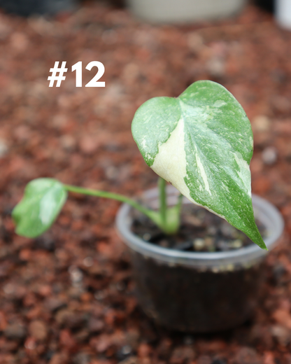 Monstera Thai Constellation #12