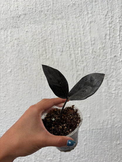 Zamioculcas 2 Variegada/ Raven