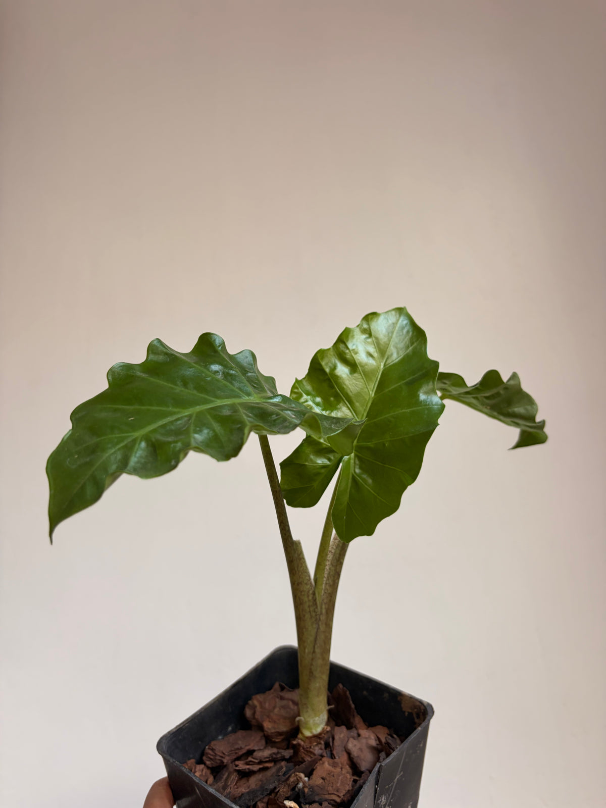 Alocasia low  rider