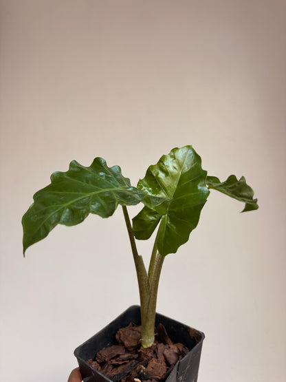 Alocasia low  rider