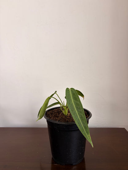 Anthurio warocqueanum