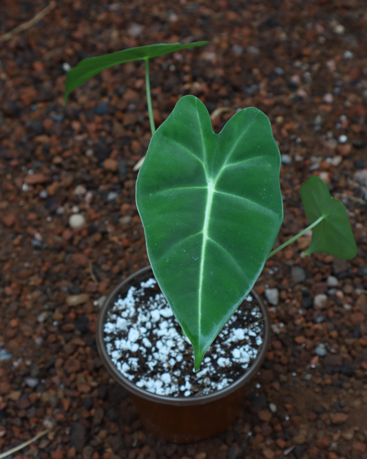 Alocasia Frydek
