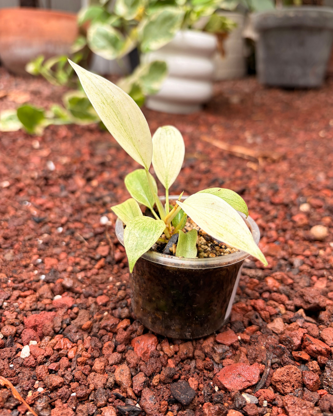 Philodendro Florida Ghost