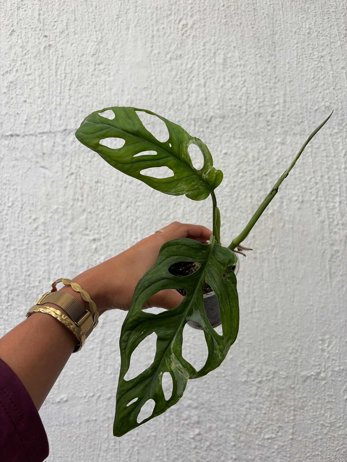 Monstera Mint