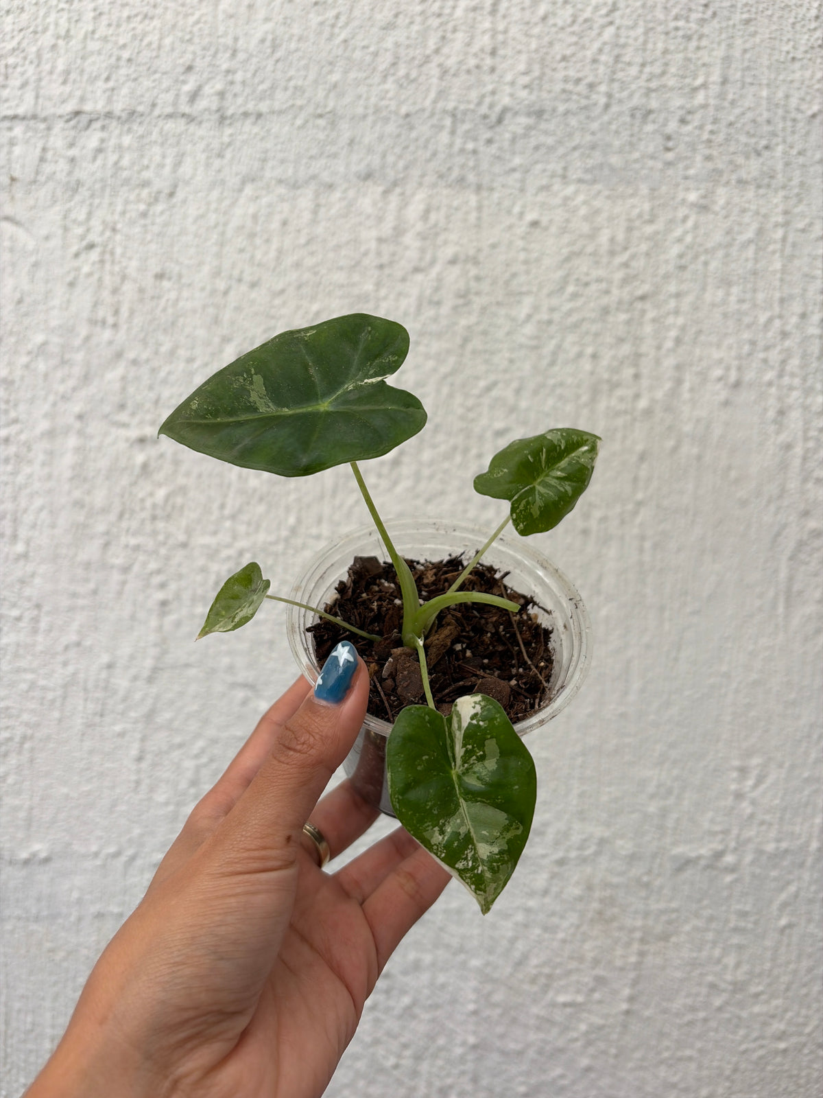 Frydek Variegada