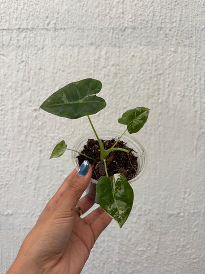 Frydek Variegada