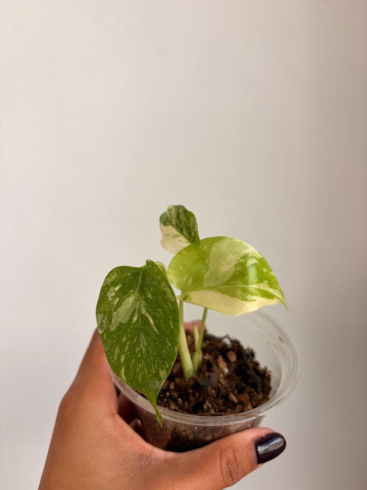 Monstera Thai Constellation