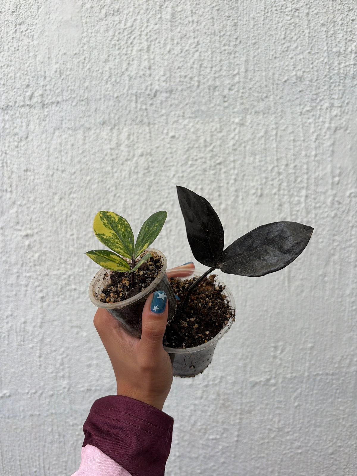 Zamioculcas 2 Variegada/ Raven