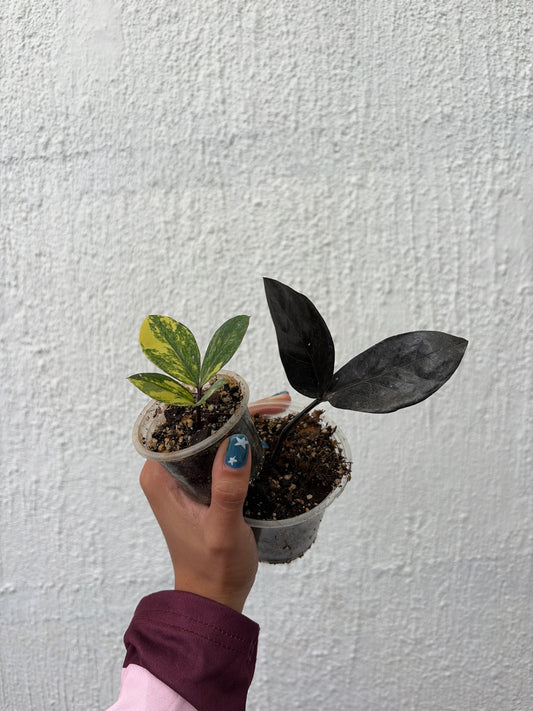 Zamioculcas 2 Variegada/ Raven