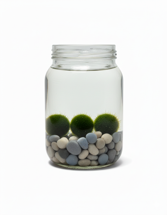 BOLAS DE ALGA ACUÁTICA