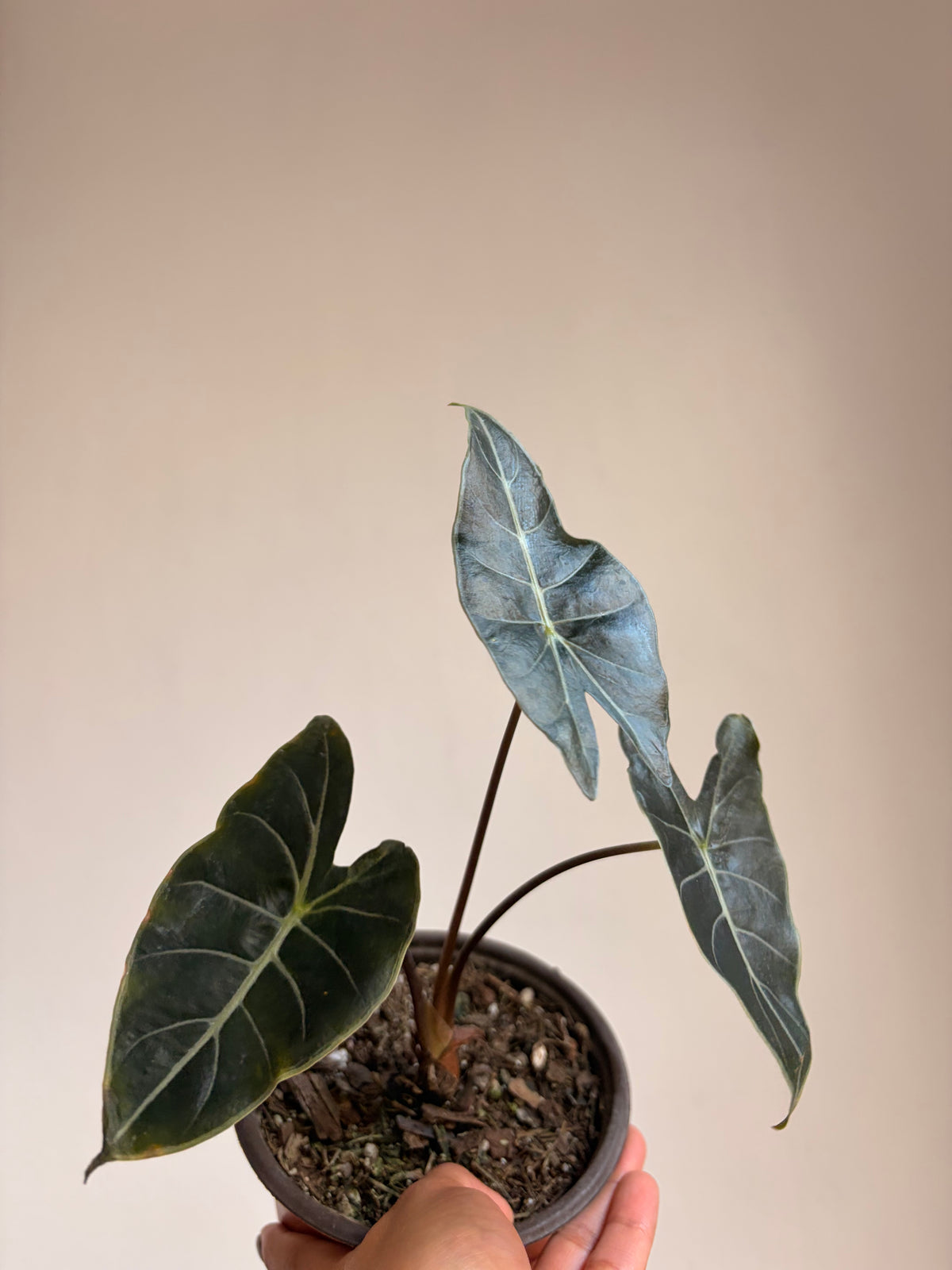 Alocasia dragon tooth