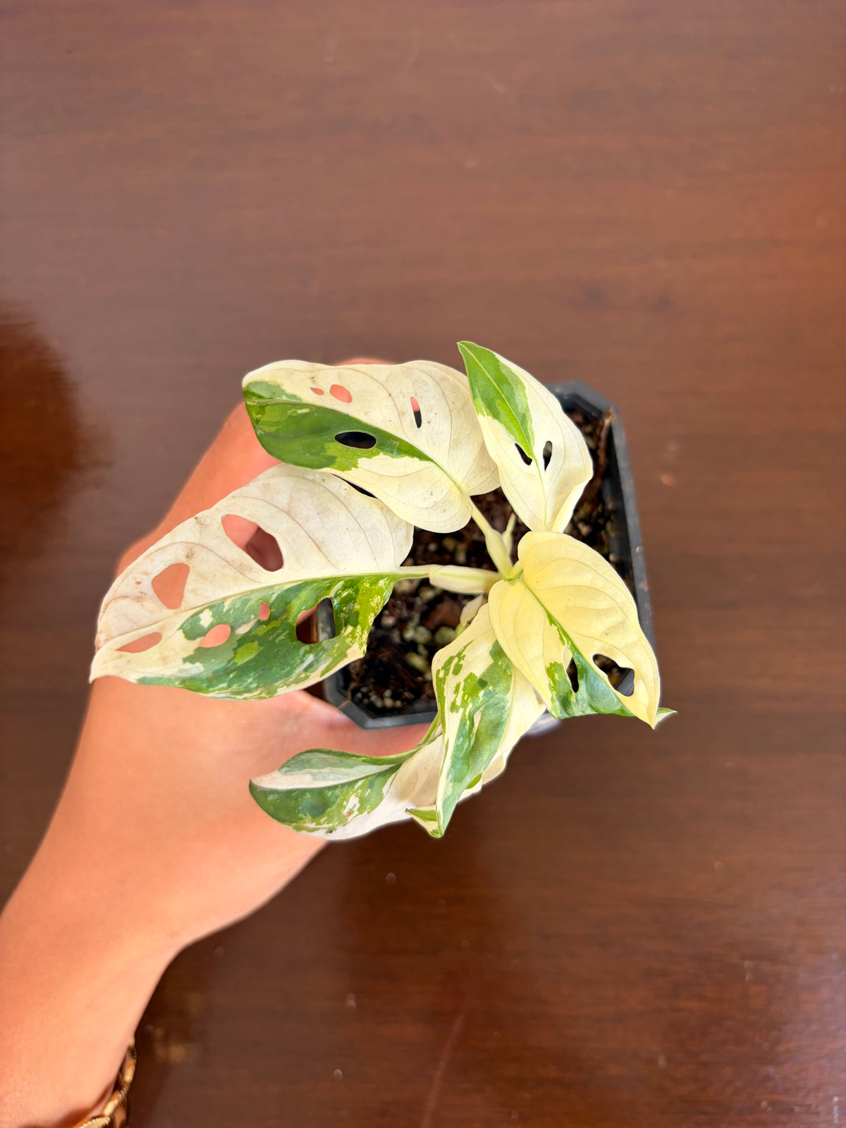 Monstera Adansonii Variegada
