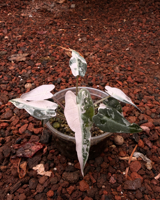 Alocasia Bambino Pink