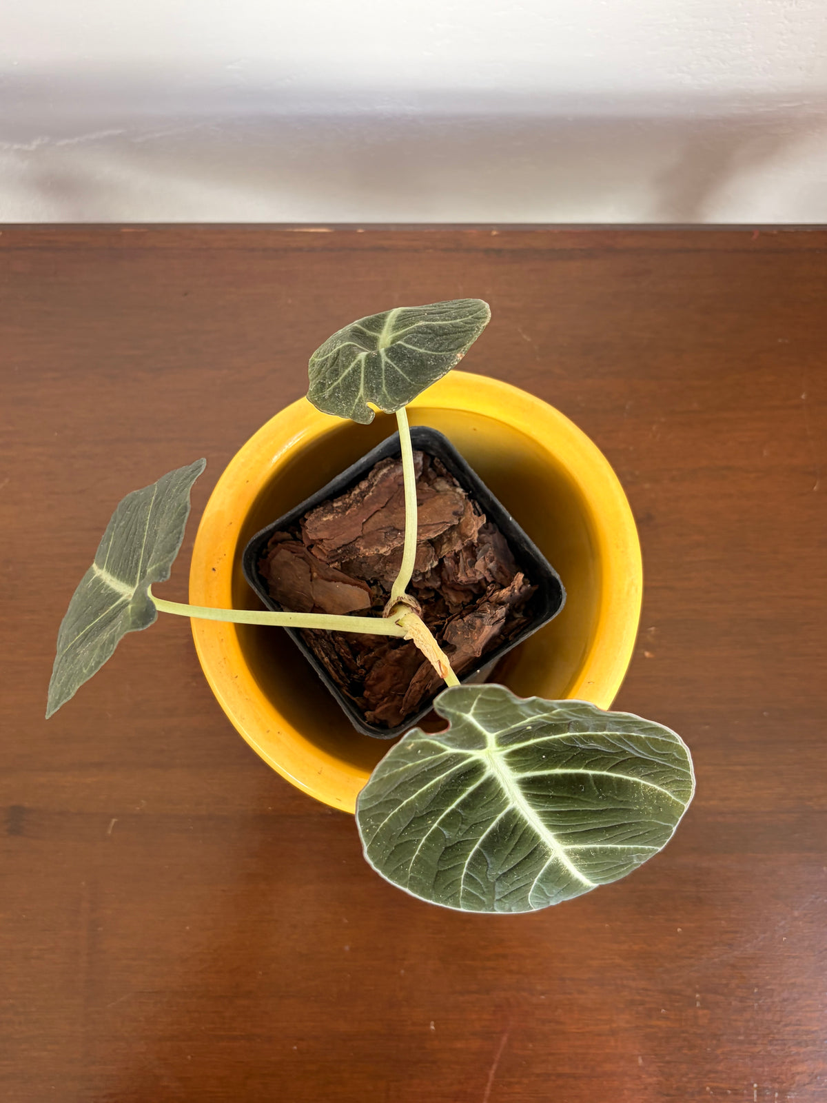 Alocasia Black Velvet