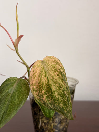 Philodendro Micans Variegado Pink