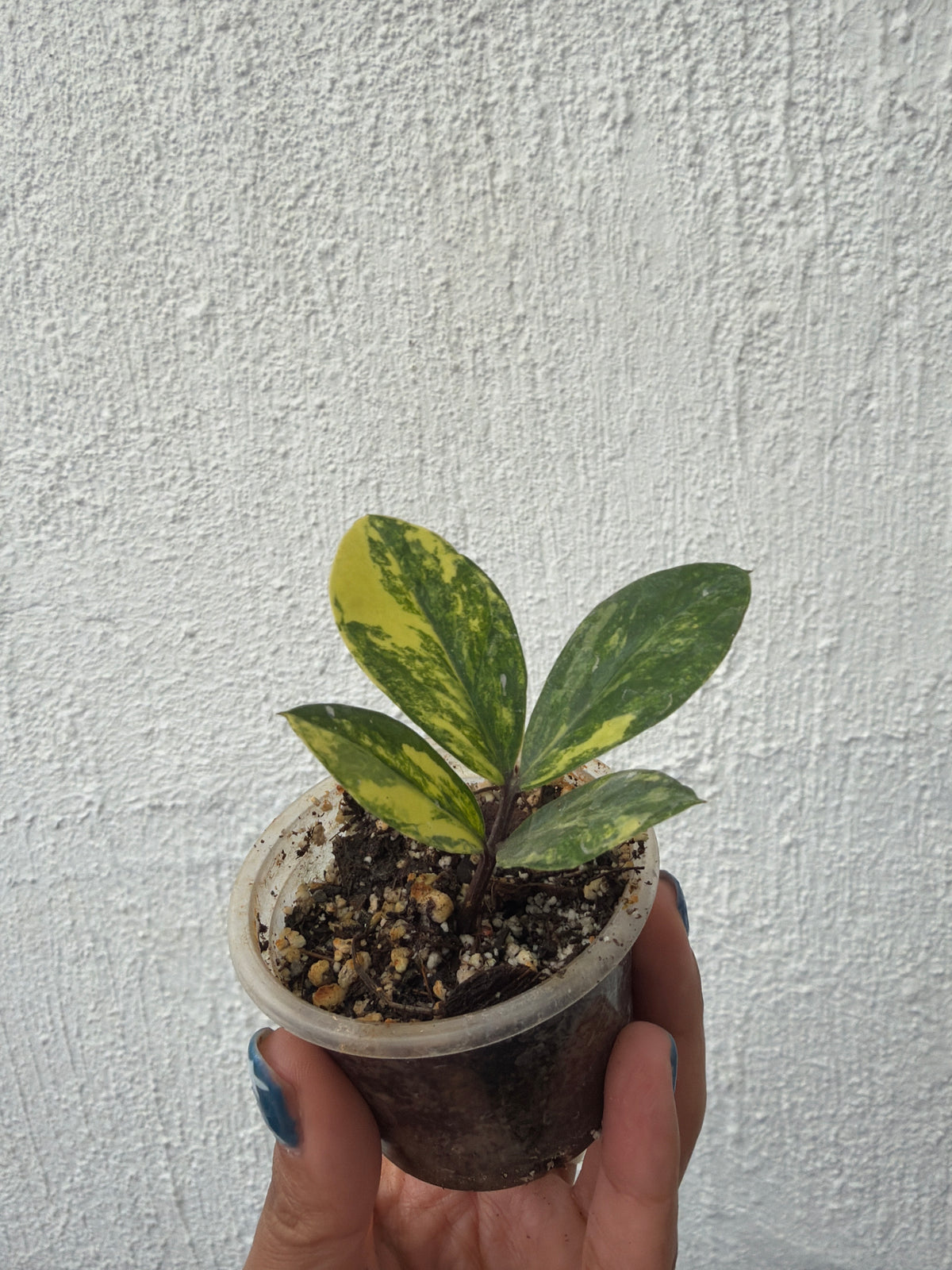 Zamioculcas 2 Variegada/ Raven