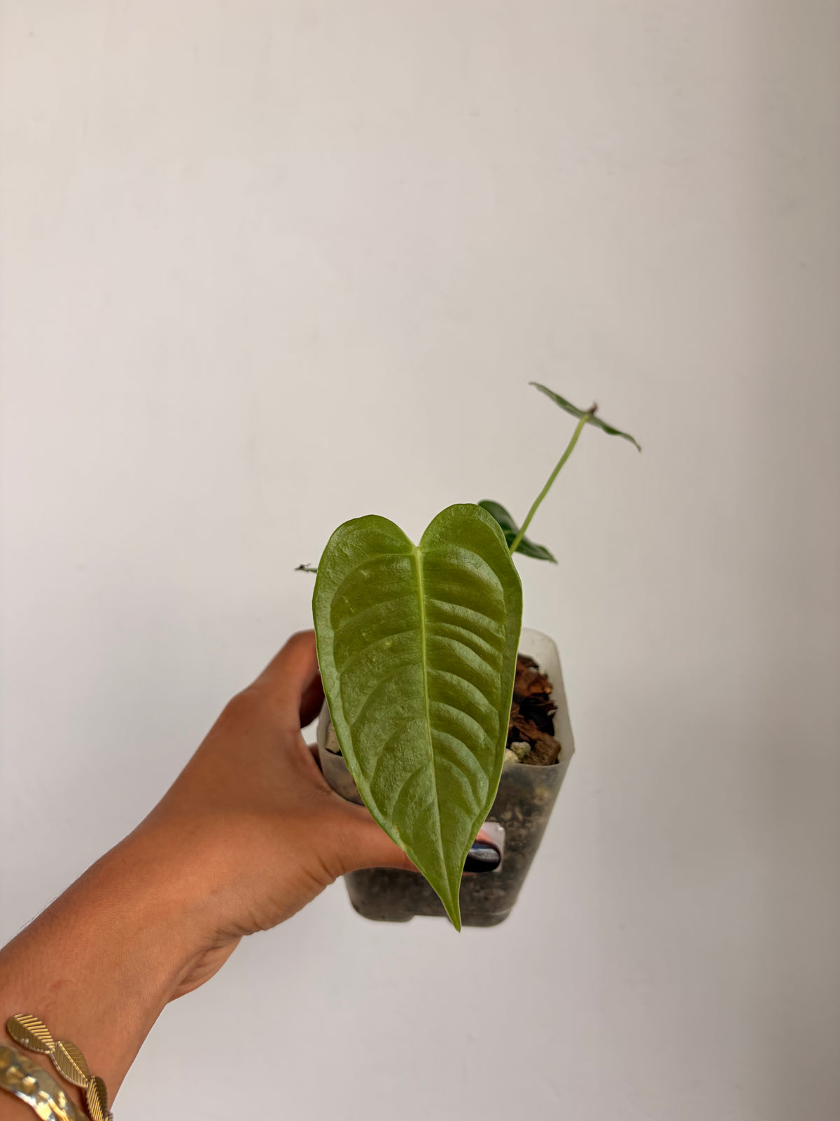 Anthurio Veitchii