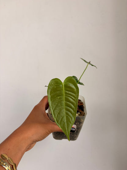 Anthurio Veitchii