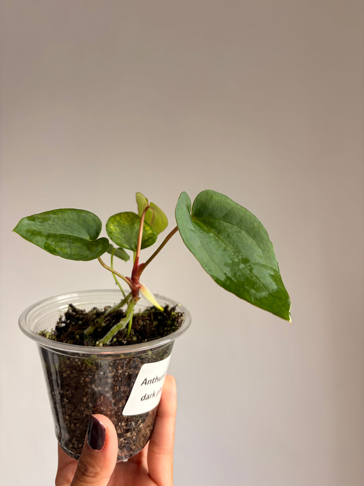 Anthurium Papi × Dark Phoenix