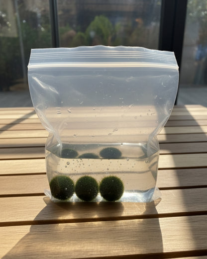 BOLAS DE ALGA ACUÁTICA