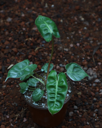 Philodendron billietiae