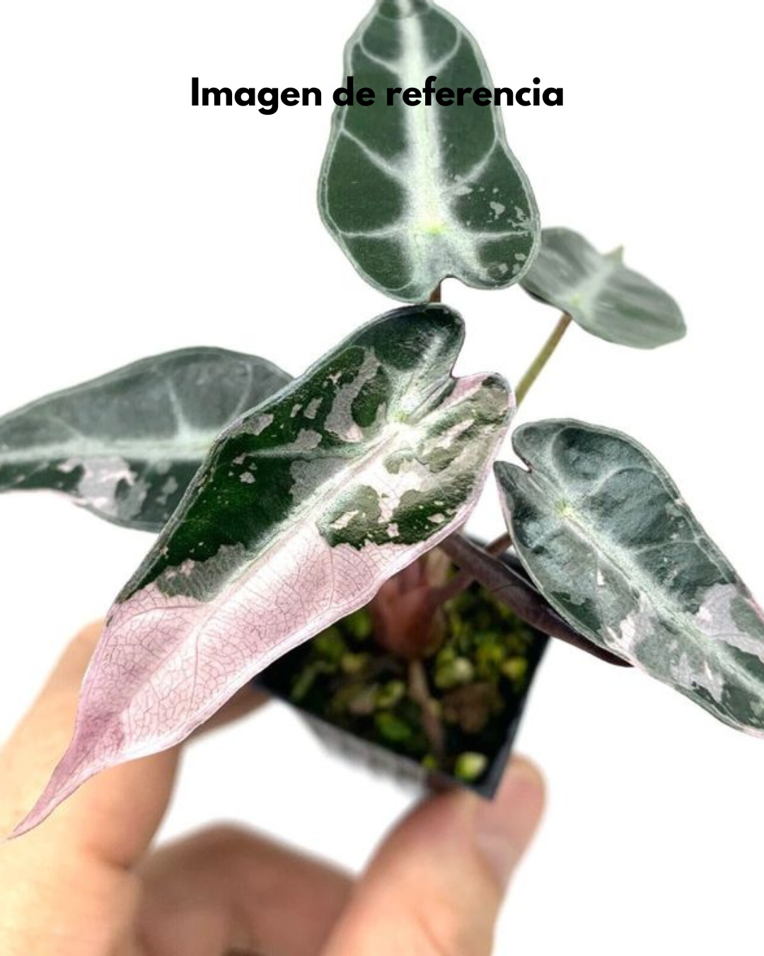 Alocasia Bambino Pink