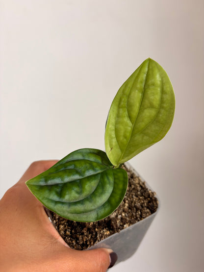 Monstera Perú