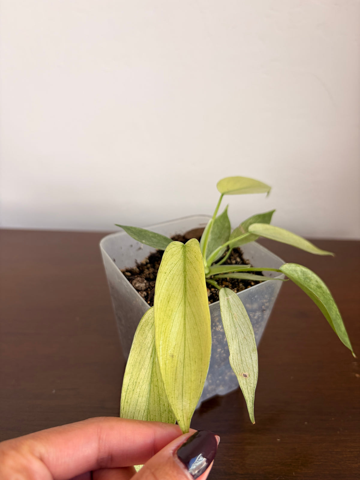 Philodendro Florida Ghost