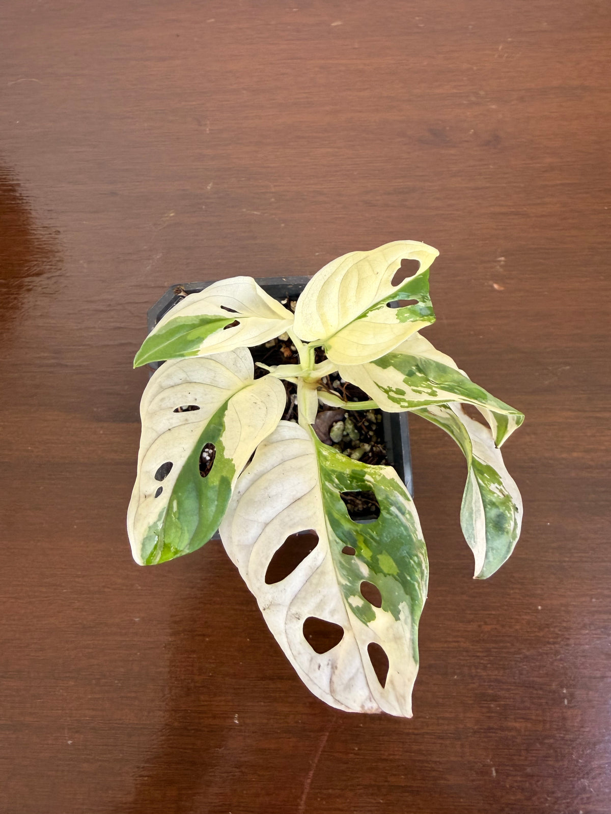 Monstera Adansonii Variegada