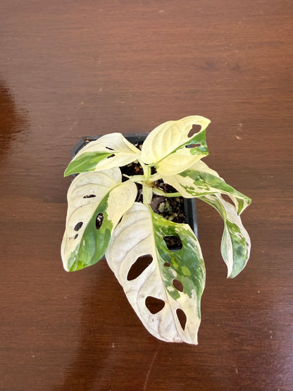 Monstera Adansonii Variegada
