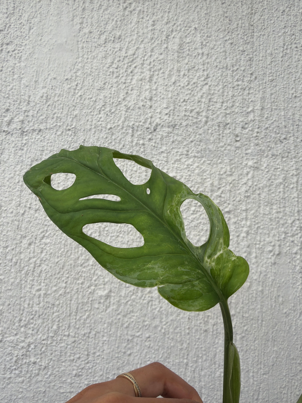 Monstera Mint