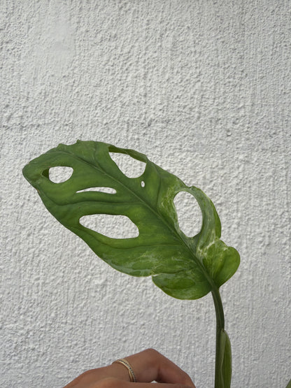 Monstera Mint