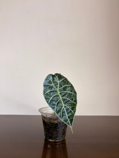 Alocasia watsoniana