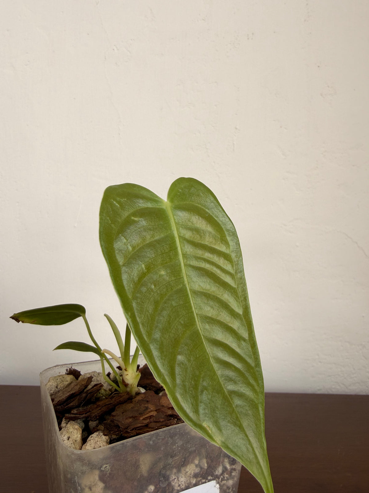Anthurio Veitchii