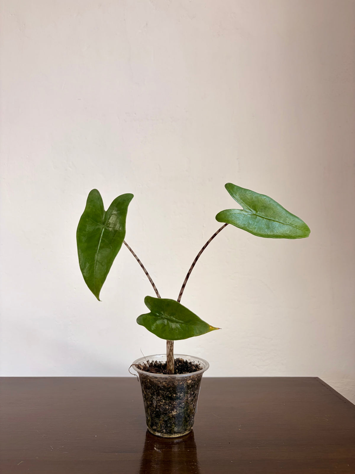 Alocasia Zebrina