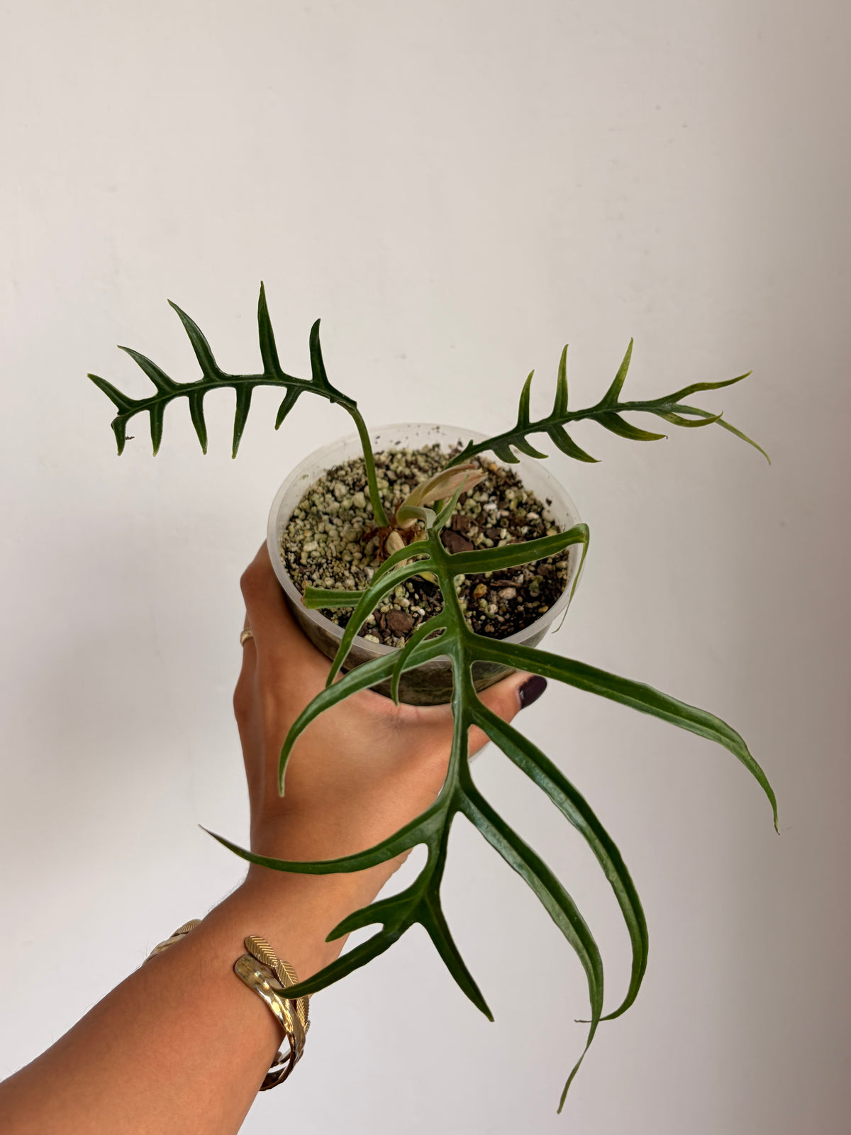 Philodendro Tortum