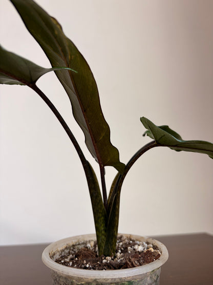 Alocasia lauterbachiana