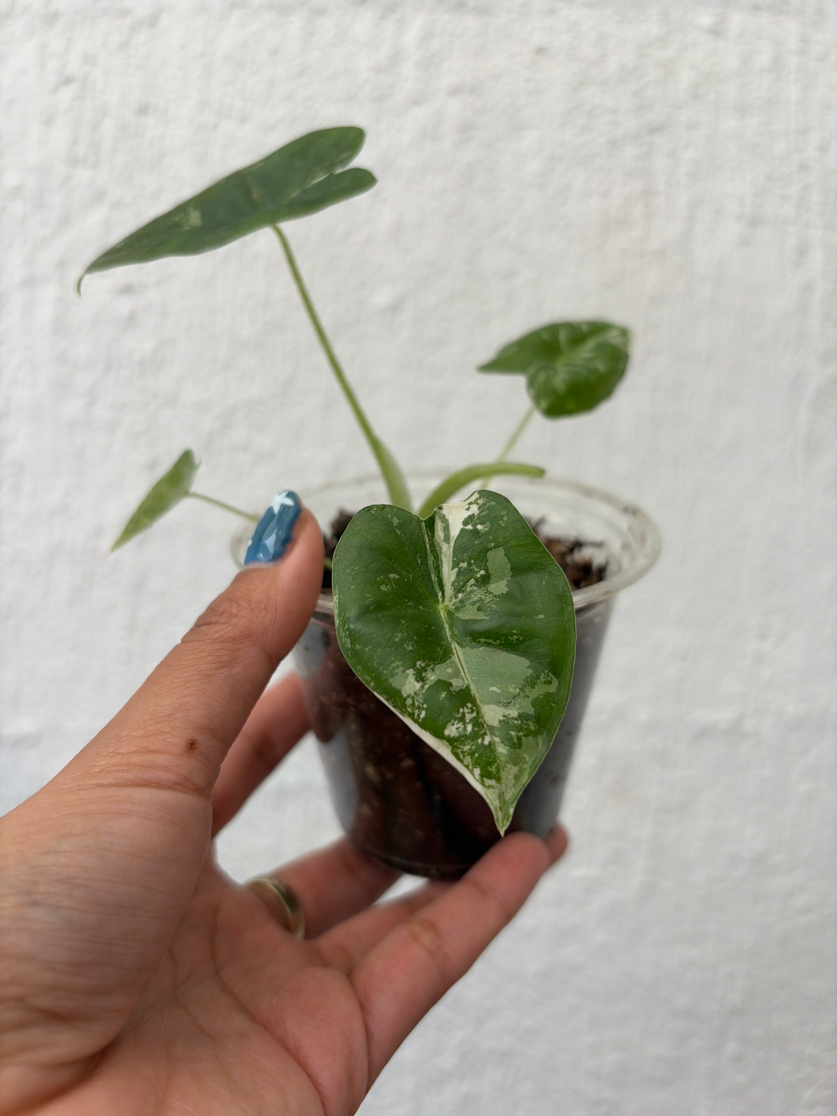 Frydek Variegada