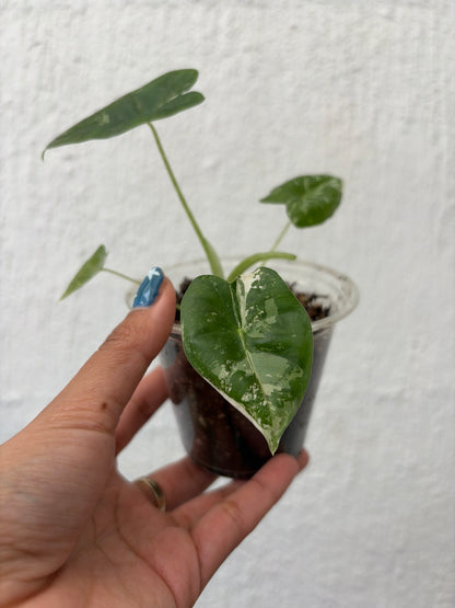 Frydek Variegada