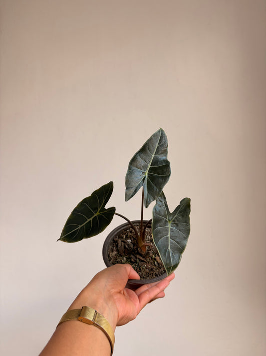 Alocasia dragon tooth