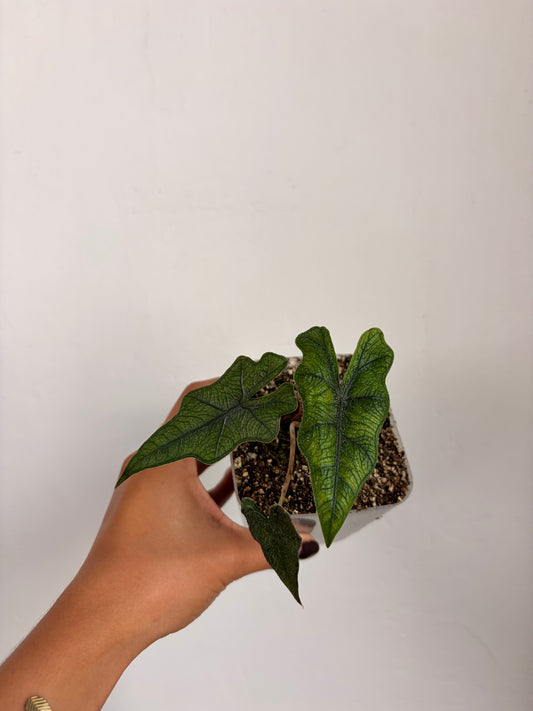 Alocasia Jacklyn