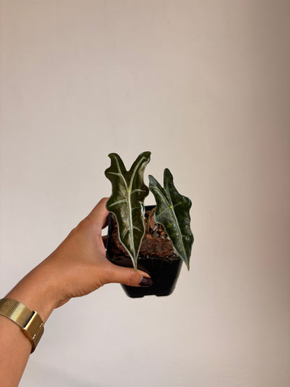 Alocasia Nobilis