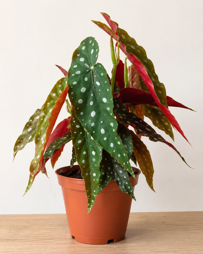 Begonia Maculata