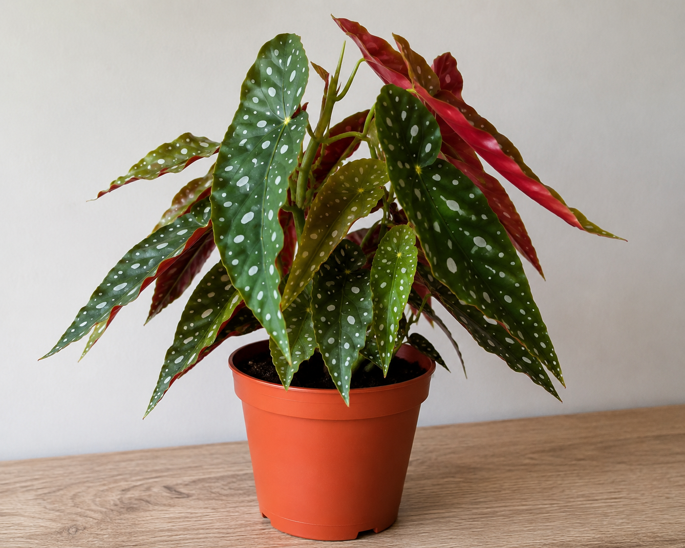 Begonia Maculata