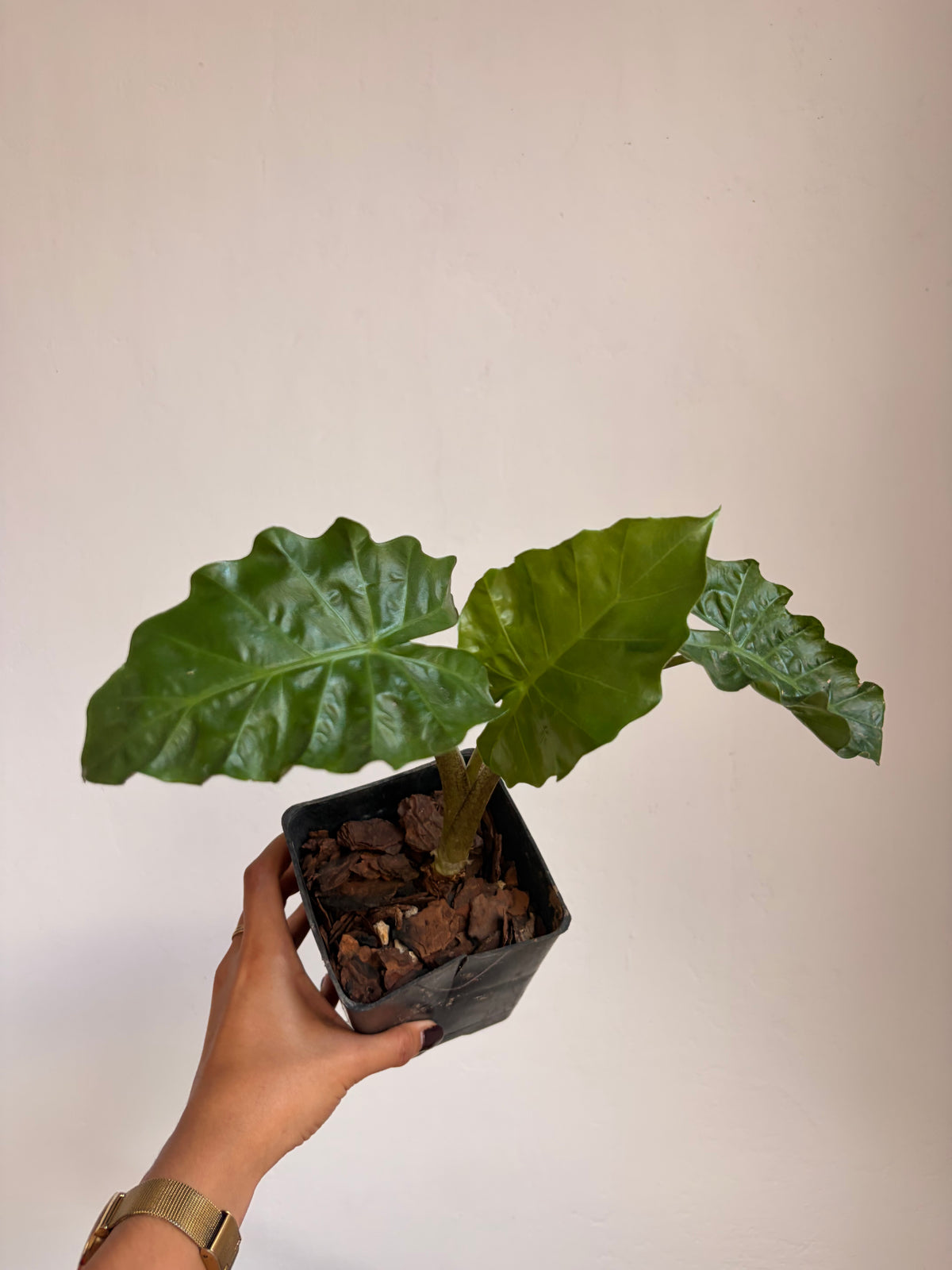 Alocasia low  rider