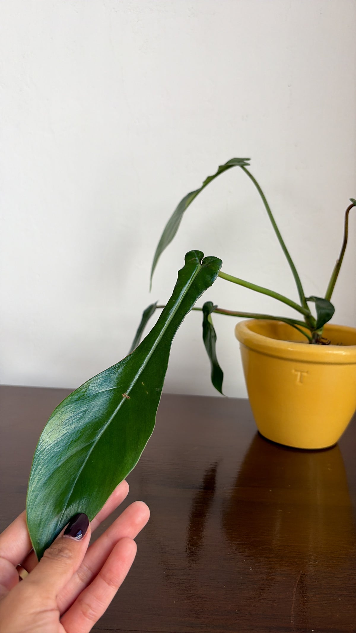 Philodendro Joepii