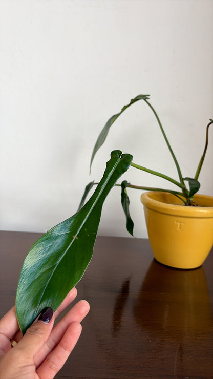 Philodendro Joepii