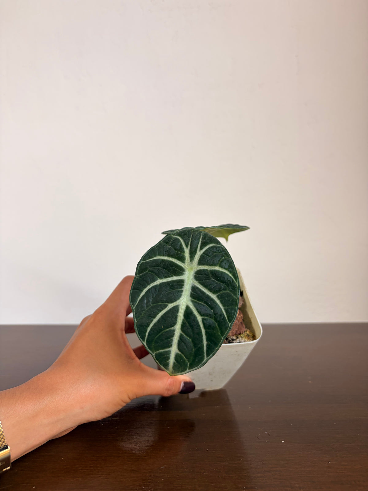 Alocasia Ninja