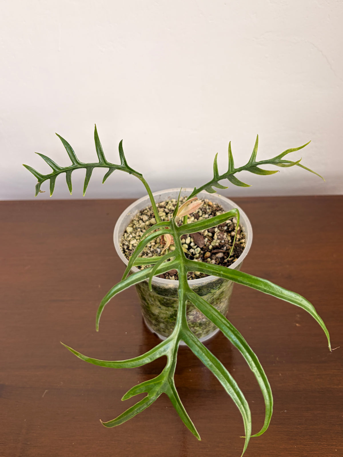 Philodendro Tortum