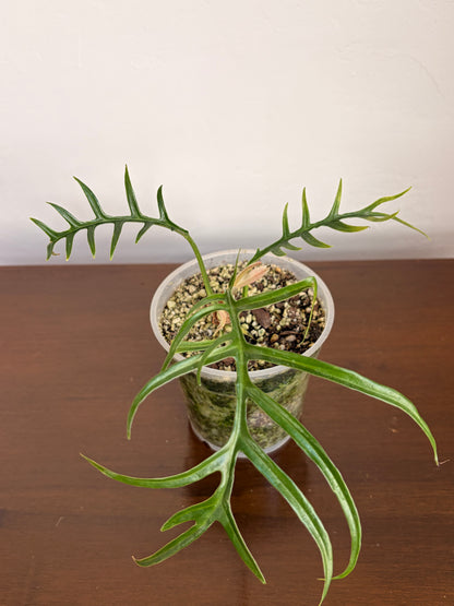 Philodendro Tortum